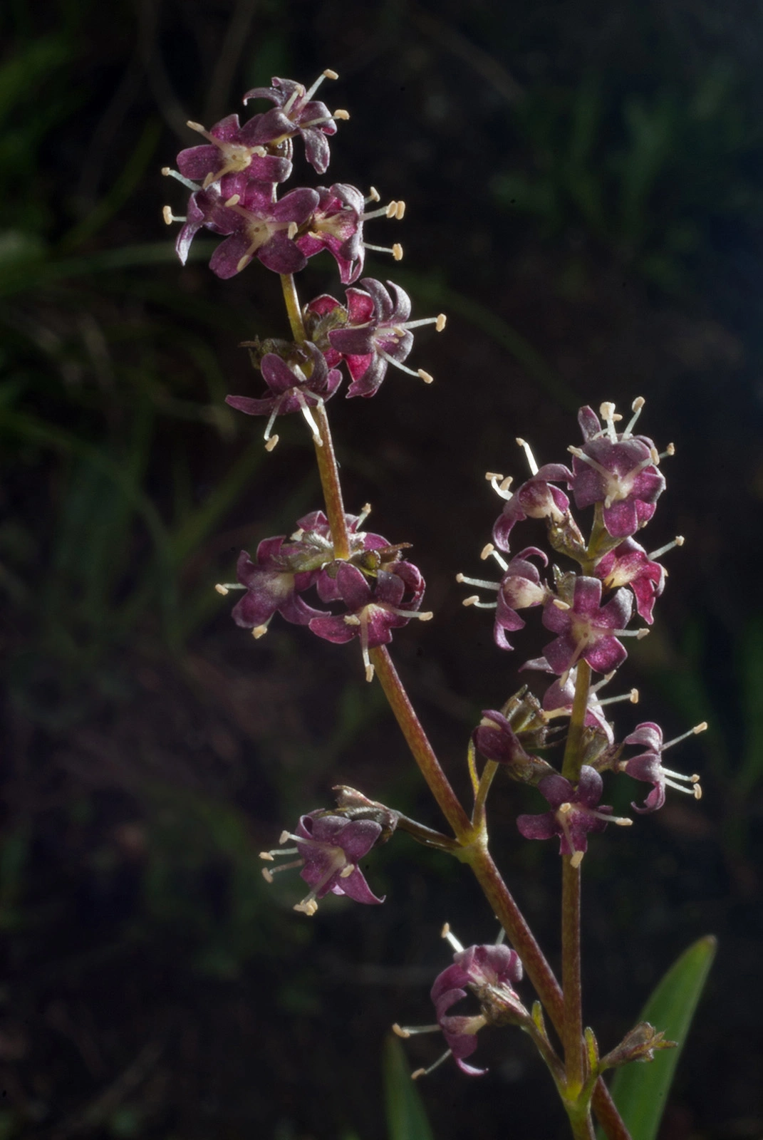 Photo Maurizio Broglio - Valeriana celtica subsp. celtica
